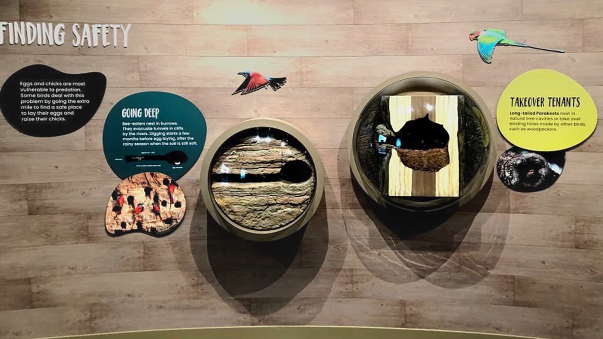 Signage and Props | Mandai Bird Park